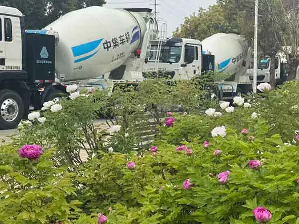 牡丹花情预报